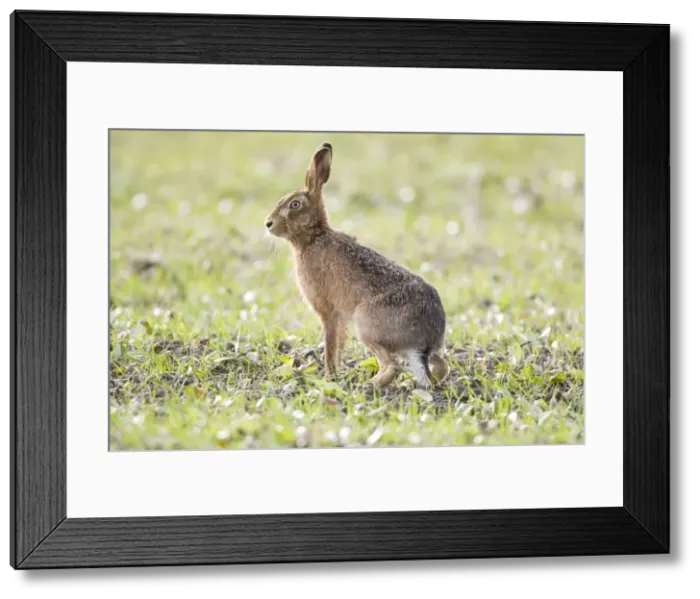 Framed Print : Picture No. 10877828 Framed Print : Picture No. 10877828
