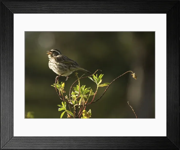 Framed Print : Picture No. 10877692 Framed Print : Picture No. 10877692