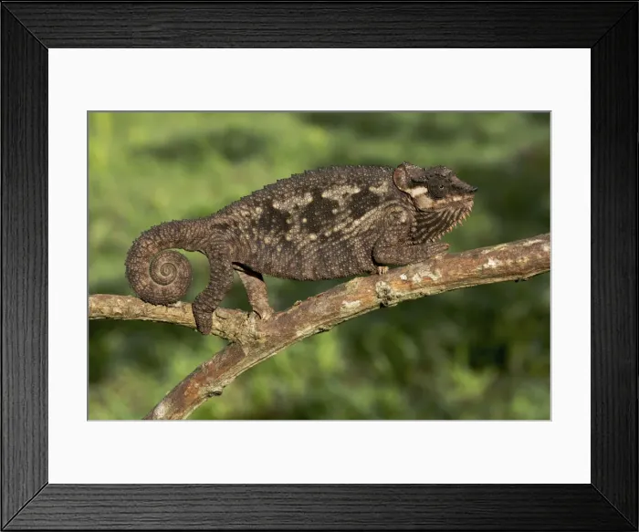 Framed Print : Picture No. 10878384 Framed Print : Picture No. 10878384