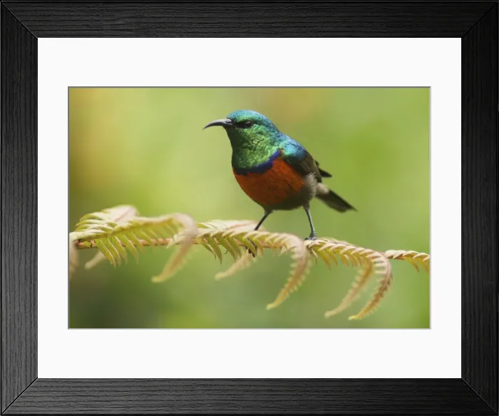 Framed Print : Picture No. 10878389 Framed Print : Picture No. 10878389