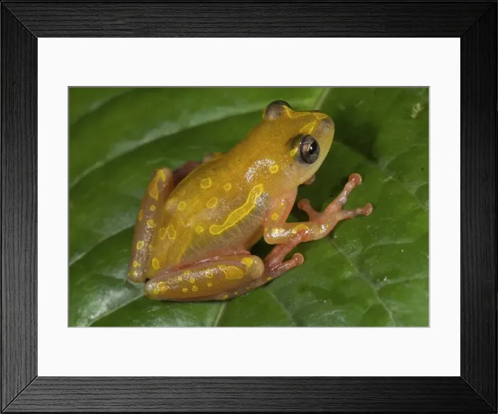 Framed Print : Picture No. 10878391 Framed Print : Picture No. 10878391