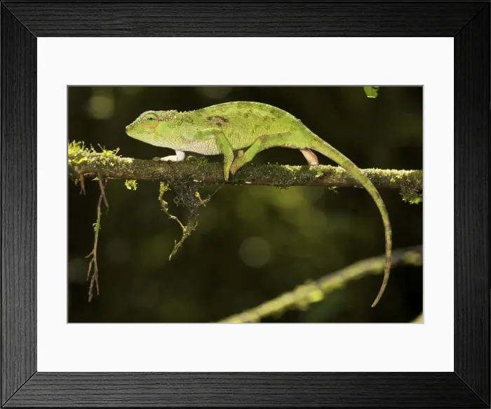 Framed Print : Picture No. 10878388 Framed Print : Picture No. 10878388