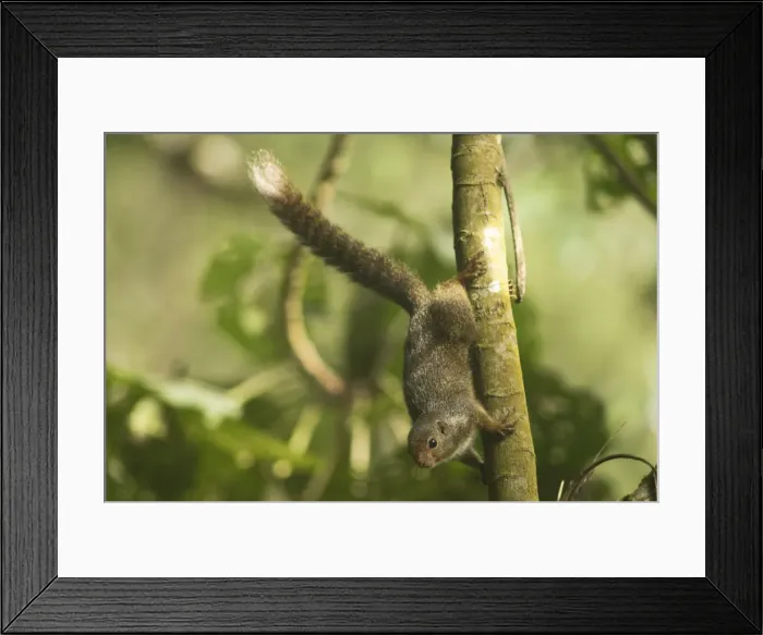 Framed Print : Picture No. 10878390 Framed Print : Picture No. 10878390