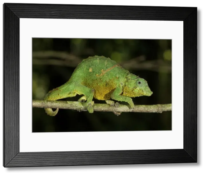 Framed Print : Picture No. 10878396