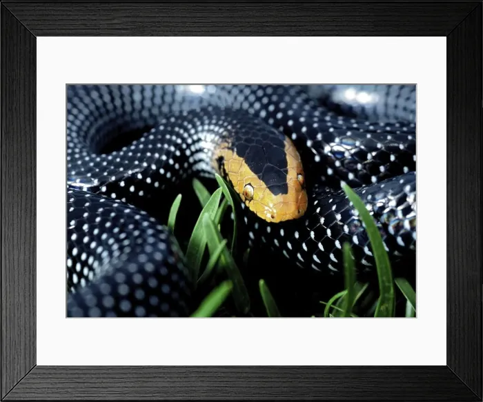 Framed Print : Picture No. 10878392 Framed Print : Picture No. 10878392
