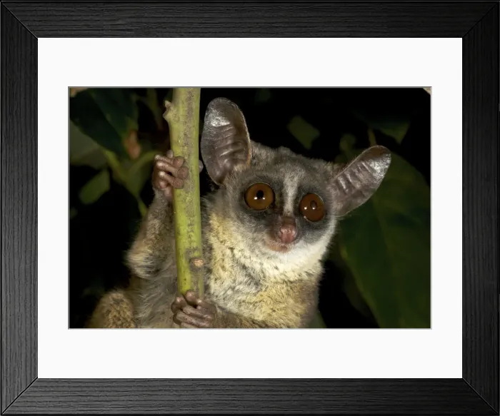 Framed Print : Picture No. 10878398 Framed Print : Picture No. 10878398
