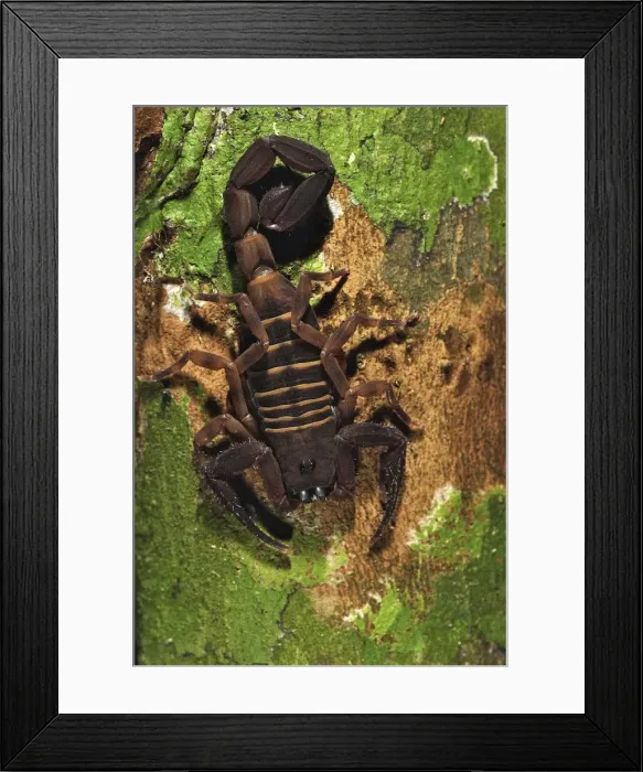 Framed Print : Picture No. 10878401 Framed Print : Picture No. 10878401