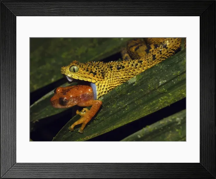 Framed Print : Picture No. 10878403 Framed Print : Picture No. 10878403