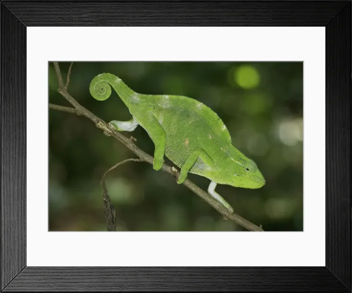 Framed Print : Picture No. 10878404 Framed Print : Picture No. 10878404