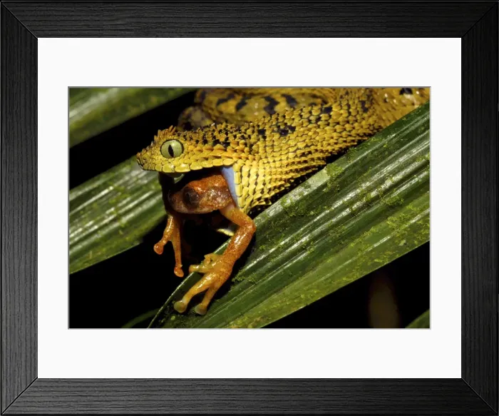Framed Print : Picture No. 10878405 Framed Print : Picture No. 10878405