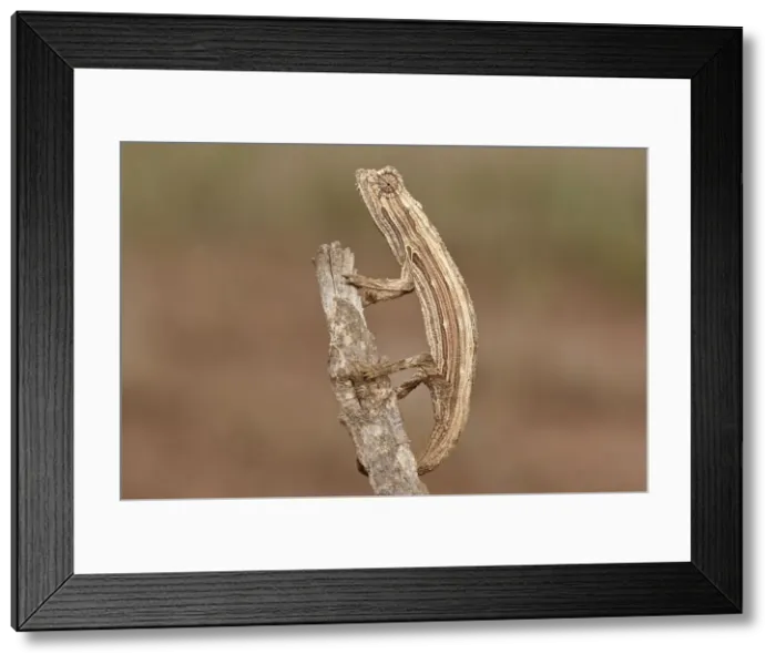 Framed Print : Picture No. 10878394 Framed Print : Picture No. 10878394