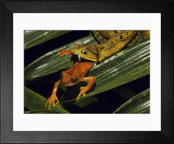 Framed Print : Picture No. 10878402 Framed Print : Picture No. 10878402