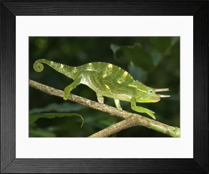Framed Print : Picture No. 10878407 Framed Print : Picture No. 10878407