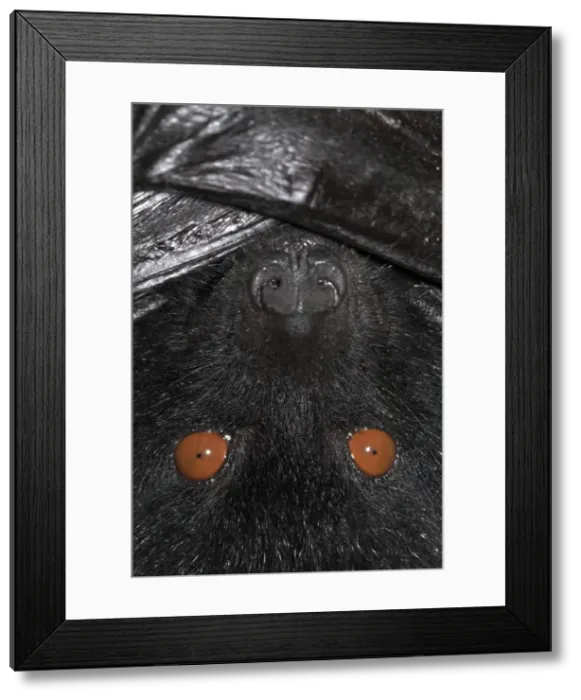 Framed Print : Picture No. 10878486 Framed Print : Picture No. 10878486