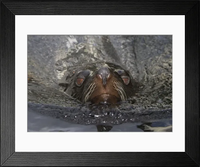 Framed Print : Picture No. 10878487 Framed Print : Picture No. 10878487