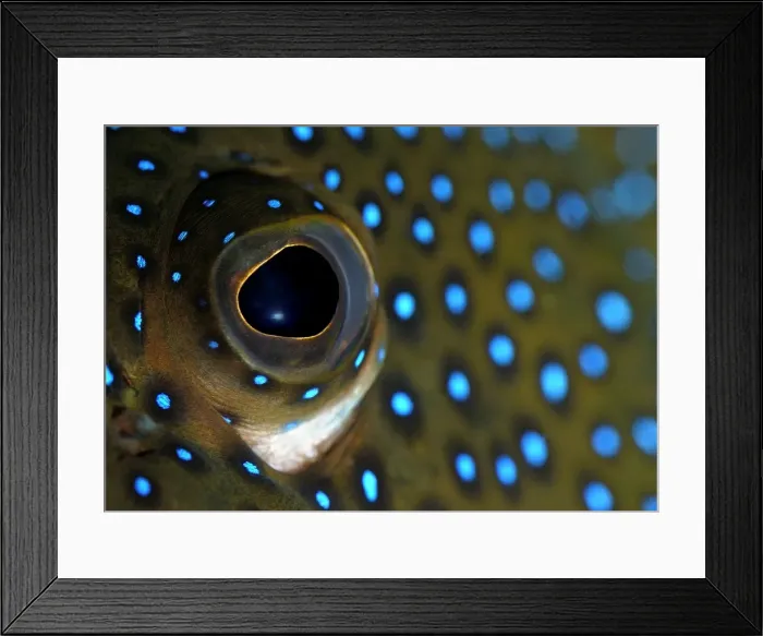Framed Print : Picture No. 10878485 Framed Print : Picture No. 10878485