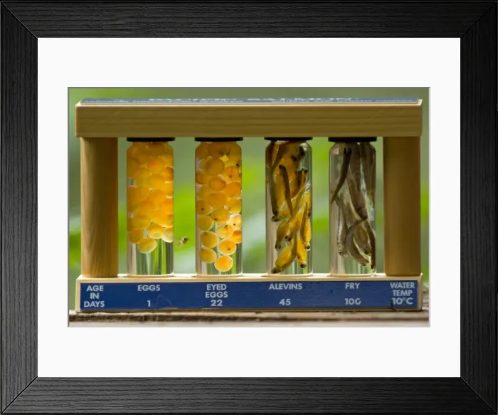 Framed Print : Picture No. 10878541