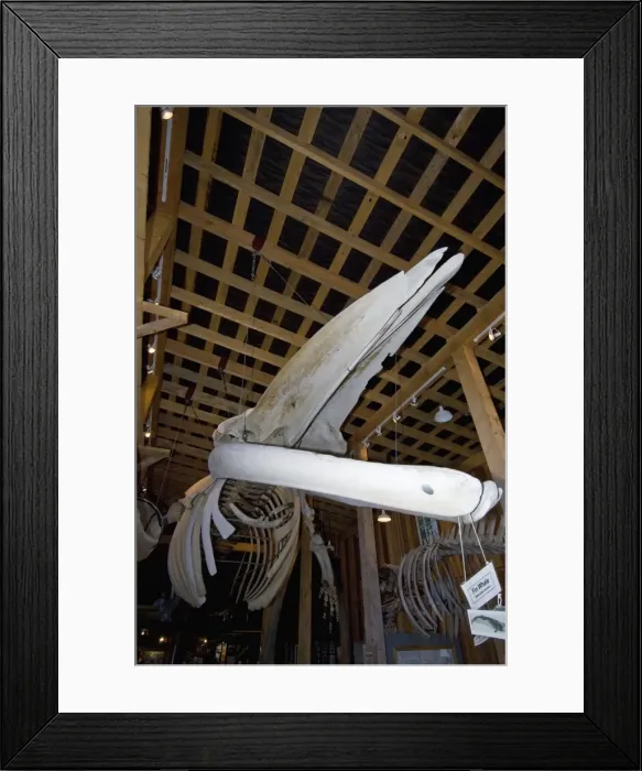 Framed Print : Picture No. 10878542