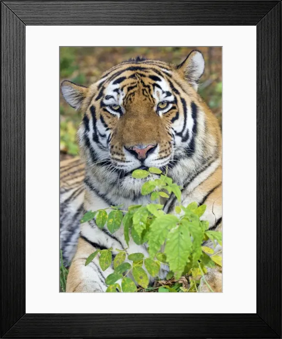 Framed Print : Picture No. 10878839 Framed Print : Picture No. 10878839