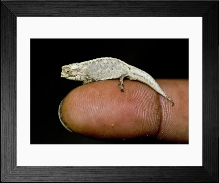 Framed Print : Picture No. 10878769 Framed Print : Picture No. 10878769