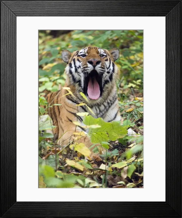Framed Print : Picture No. 10878838 Framed Print : Picture No. 10878838