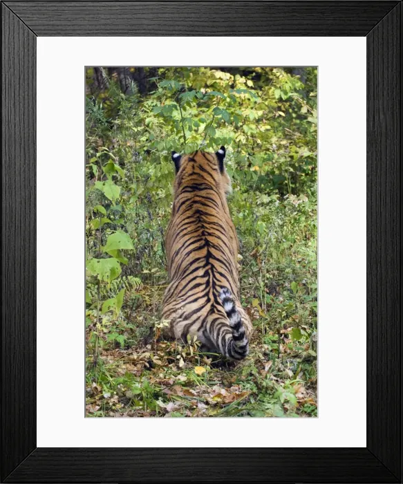 Framed Print : Picture No. 10878840 Framed Print : Picture No. 10878840