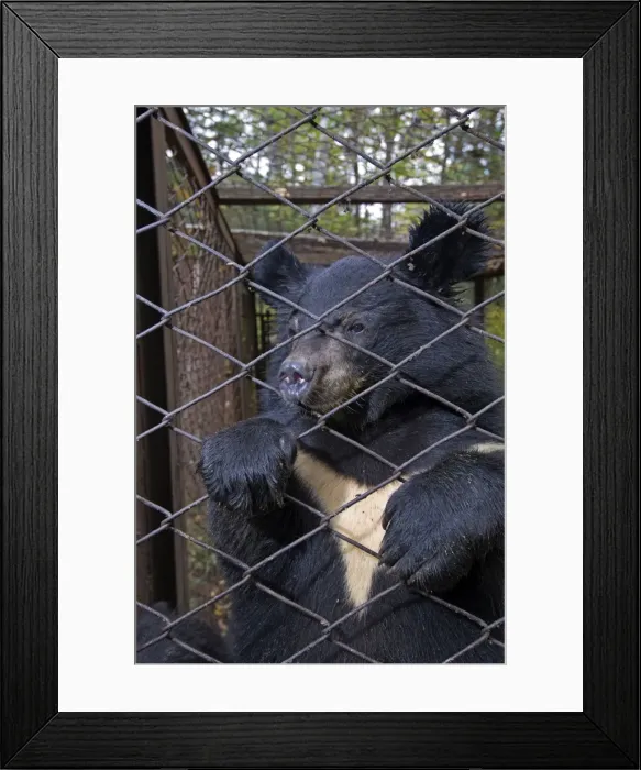 Framed Print : Picture No. 10878842