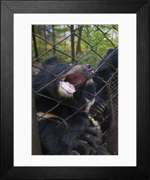 Framed Print : Picture No. 10878841 Framed Print : Picture No. 10878841