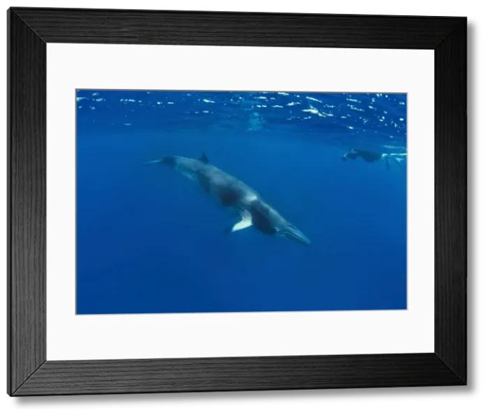 Framed Print : Picture No. 10878852 Framed Print : Picture No. 10878852