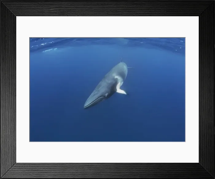 Framed Print : Picture No. 10878853 Framed Print : Picture No. 10878853