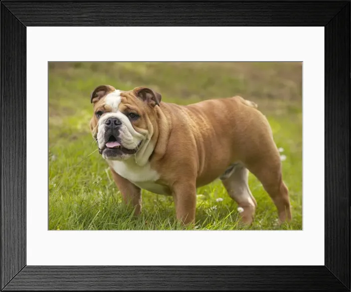Framed Print : Picture No. 10878824 Framed Print : Picture No. 10878824