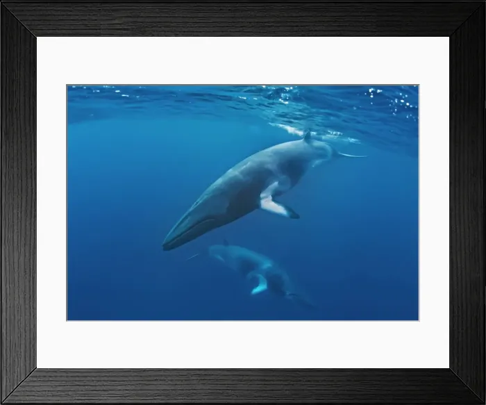 Framed Print : Picture No. 10878854