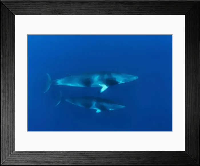 Framed Print : Picture No. 10878855 Framed Print : Picture No. 10878855