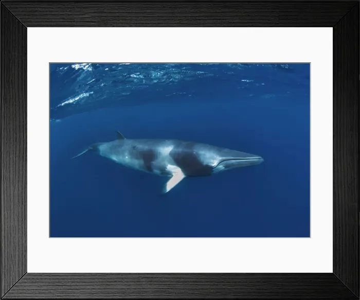 Framed Print : Picture No. 10878857 Framed Print : Picture No. 10878857