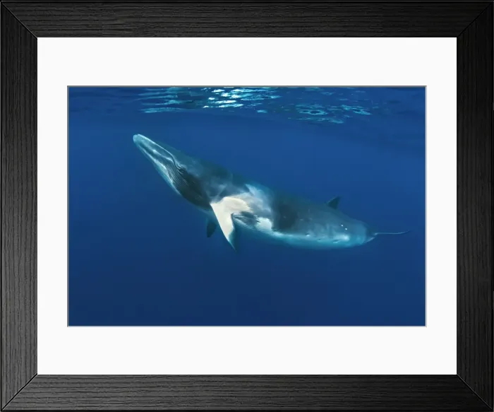 Framed Print : Picture No. 10878858 Framed Print : Picture No. 10878858