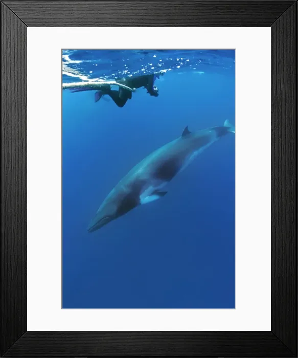 Framed Print : Picture No. 10878859 Framed Print : Picture No. 10878859