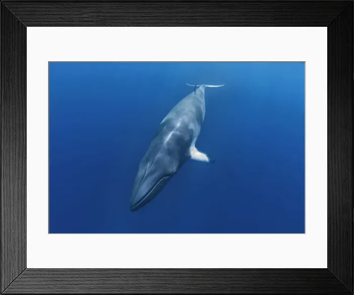 Framed Print : Picture No. 10878860 Framed Print : Picture No. 10878860