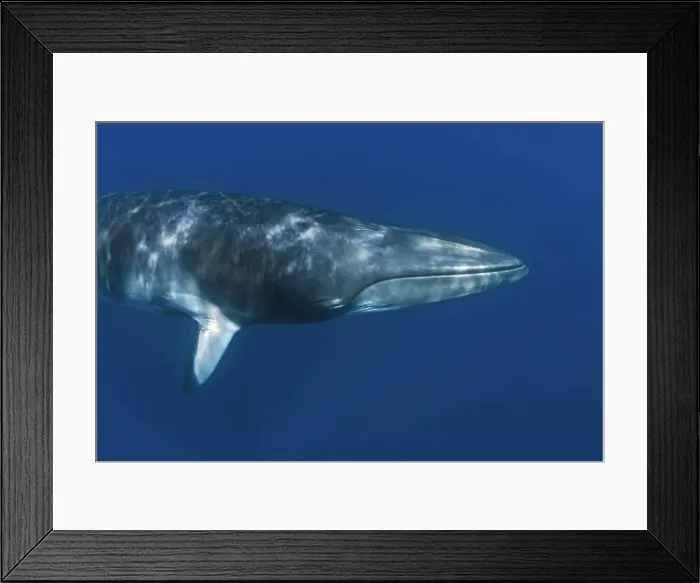 Framed Print : Picture No. 10878862
