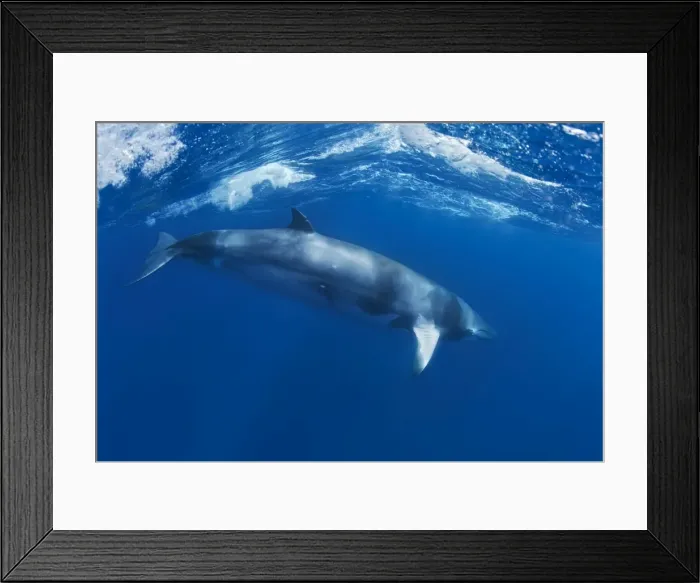 Framed Print : Picture No. 10878864 Framed Print : Picture No. 10878864