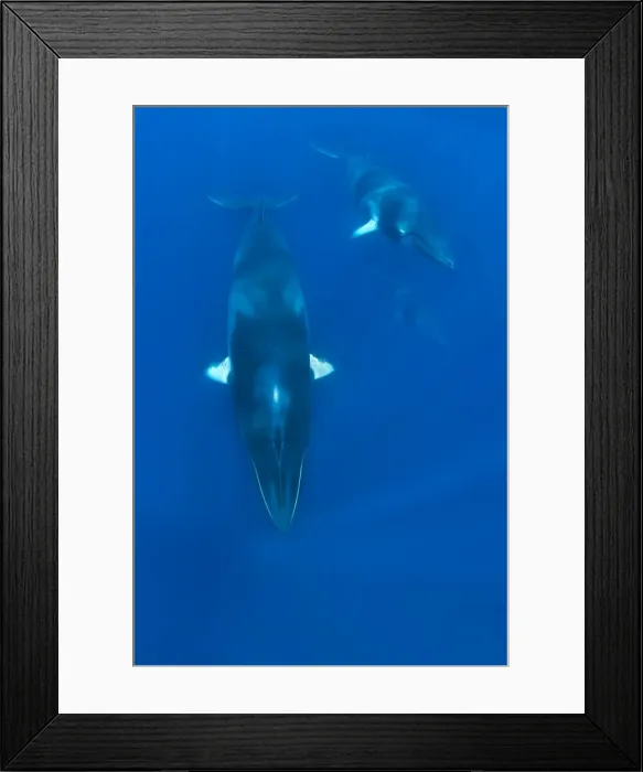 Framed Print : Picture No. 10878861 Framed Print : Picture No. 10878861