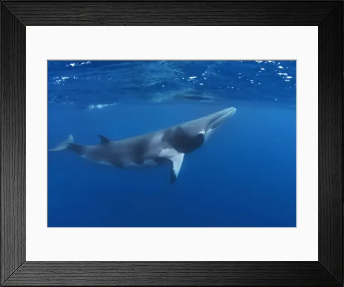 Framed Print : Picture No. 10878866 Framed Print : Picture No. 10878866