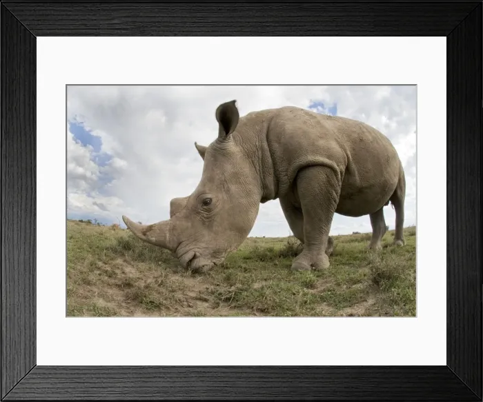 Framed Print : Picture No. 10878871 Framed Print : Picture No. 10878871