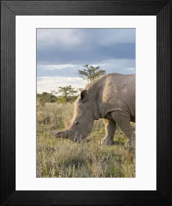 Framed Print : Picture No. 10878868 Framed Print : Picture No. 10878868