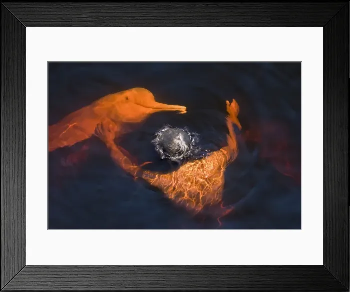 Framed Print : Picture No. 10878896 Framed Print : Picture No. 10878896
