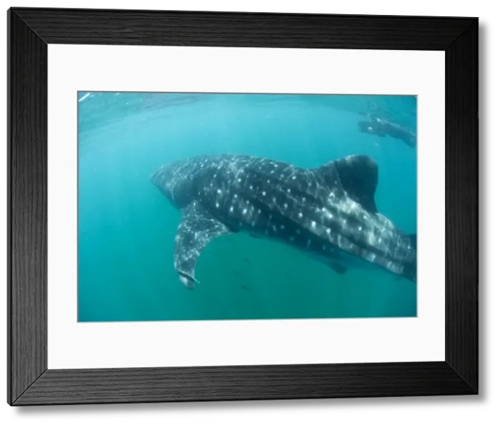 Framed Print : Picture No. 10878946 Framed Print : Picture No. 10878946