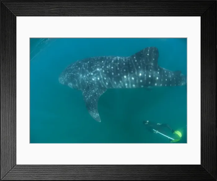 Framed Print : Picture No. 10878947 Framed Print : Picture No. 10878947