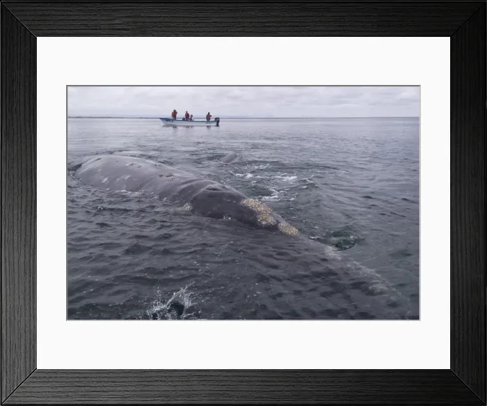 Framed Print : Picture No. 10878951