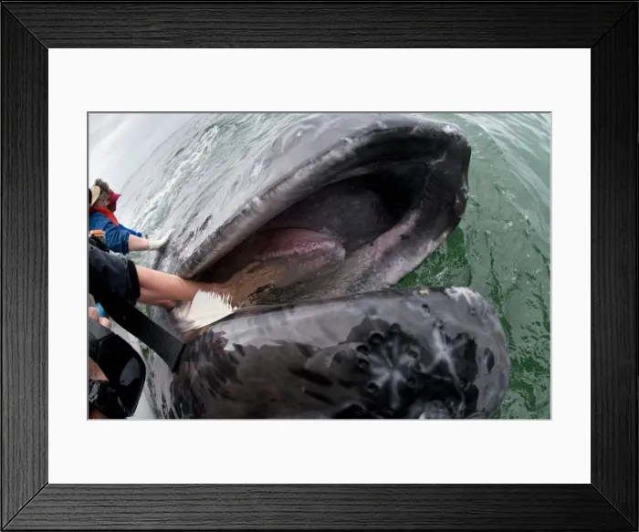 Framed Print : Picture No. 10878971 Framed Print : Picture No. 10878971