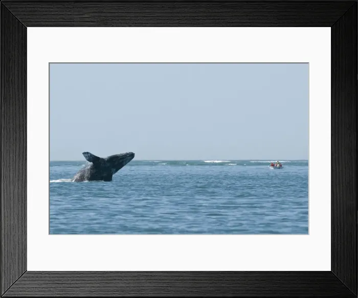 Framed Print : Picture No. 10878969