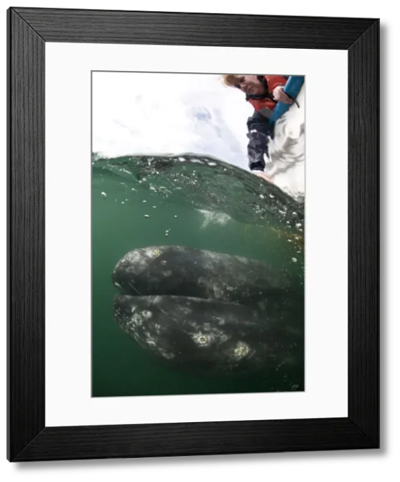 Framed Print : Picture No. 10878976